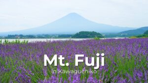 河口湖 1泊2日 富士山 忍野八海 白糸の滝 五重塔 大石公園 ふじさんデッキ_サムネイル
